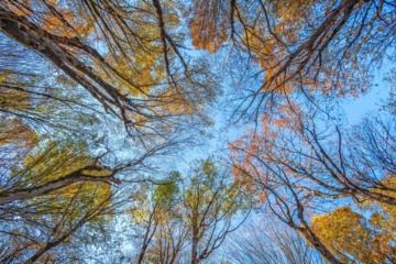 L'automne dans les forêts hyrcaniennes expose la magie de la nature dans chaque feuille. Le paysage intact et pittoresque de ces forêts en automne montre l'importance historique et la diversité végétale de ce trésor naturel iranien. 