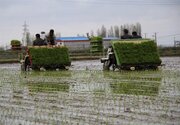 نخستین نشاء مکانیزه برنج در مازندران انجام شد