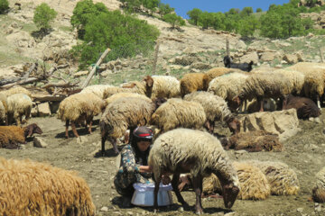 طبیعت بکر و هزار رنگ هرسین