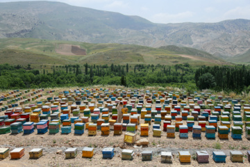 Bee  Breeding