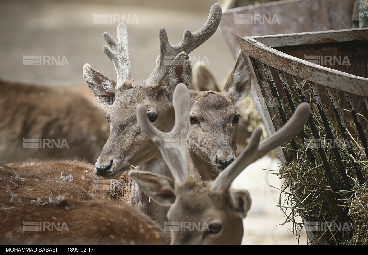 باغ وحش پارک ارم تهران