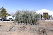 کاشت یک میلیون و ۹۰۰ هزار اصله نهال در همدان