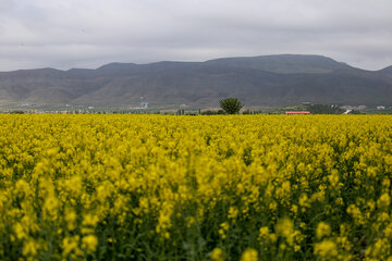 مزارع زیبای دانه روغنی «کلزا» در خراسان شمالی