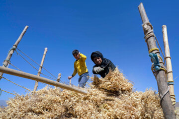 برداشت نخود در شهرستان دلفان