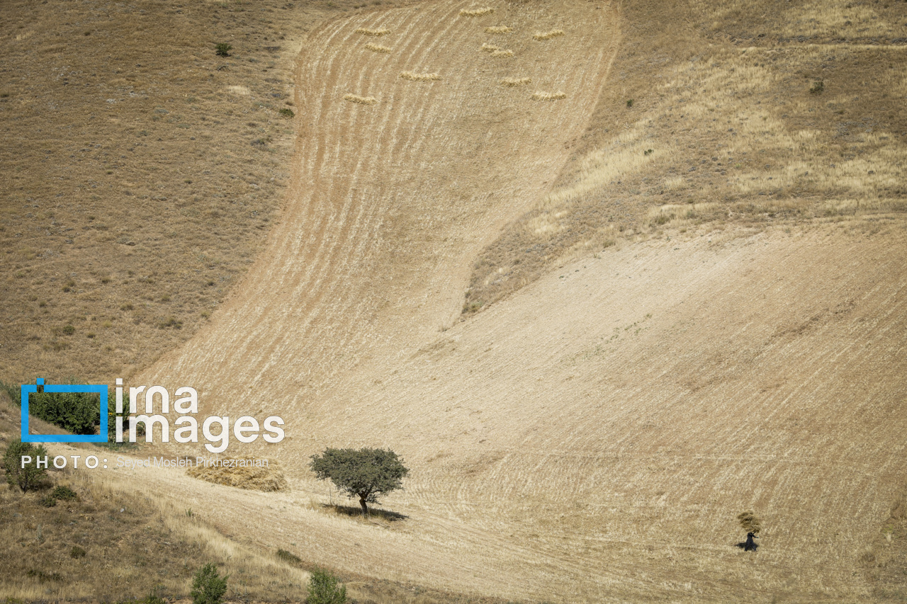 برداشت سنتی گندم از مزارع کردستان