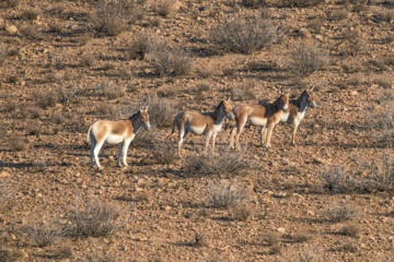 گور ایرانی