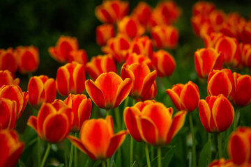 Le Jardin Iranien pour admirer les tulipes dans la capitale Téhéran