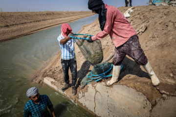 برداشت میگو از مزارع چوئبده