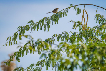 خوزستان کےعلاقے چمیم کی وائلڈ لائف - لیکو برڈ (Turdoides altirostris)