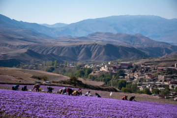 Cosecha de azafrán en el norte de Irán