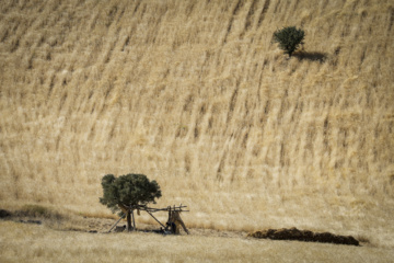 Traditional wheat harvest in western Iran