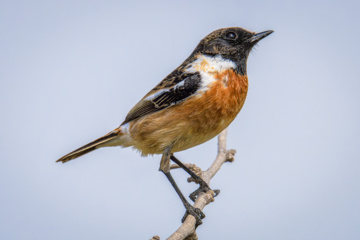 Birdwatching in Iran