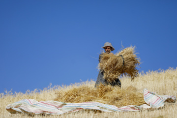 Traditional wheat harvest in western Iran