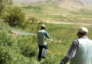 مبارزه با ملخ صحرایی در شهرستان سرباز به ۴۶۰ هکتار رسید