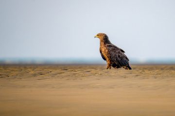 Zone humide de Khor Azini (Sirik) : une richesse de biodiversité au sud de l’Iran