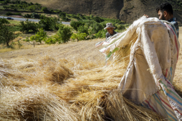 Traditional wheat harvest in western Iran