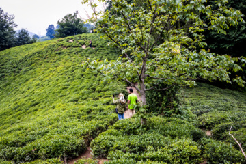 Lahijan tea