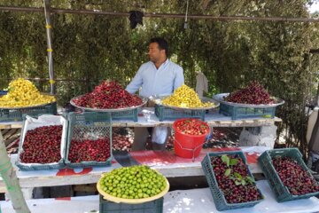 چراغانی گیلاس در شهر اشنویه