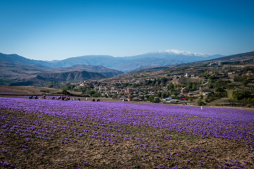 Cosecha de azafrán en el norte de Irán