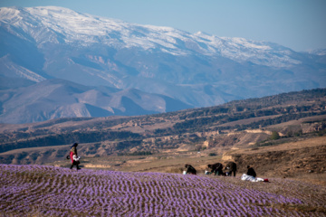 Cosecha de azafrán en el norte de Irán