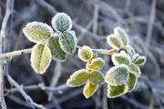 باغداران و کشاورزان استان سمنان برای سرمای چندروزه آماده باشند