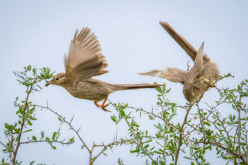 Birdwatching in Iran