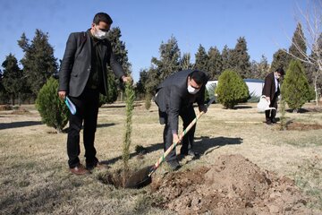 غرس نهال توسط استاندار سمنان در استانداری