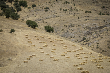 Traditional wheat harvest in western Iran