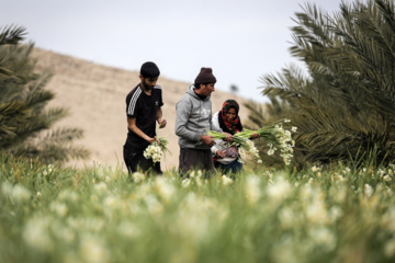 La récolte des narcisses en Iran 