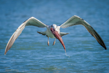 Birdwatching in Iran