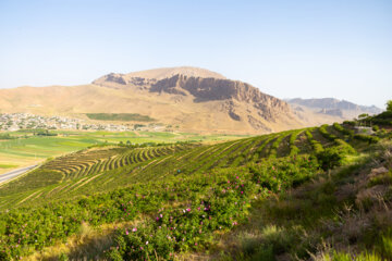 برداشت گل محمدی در چُلیچه چهارمحال و بختیاری