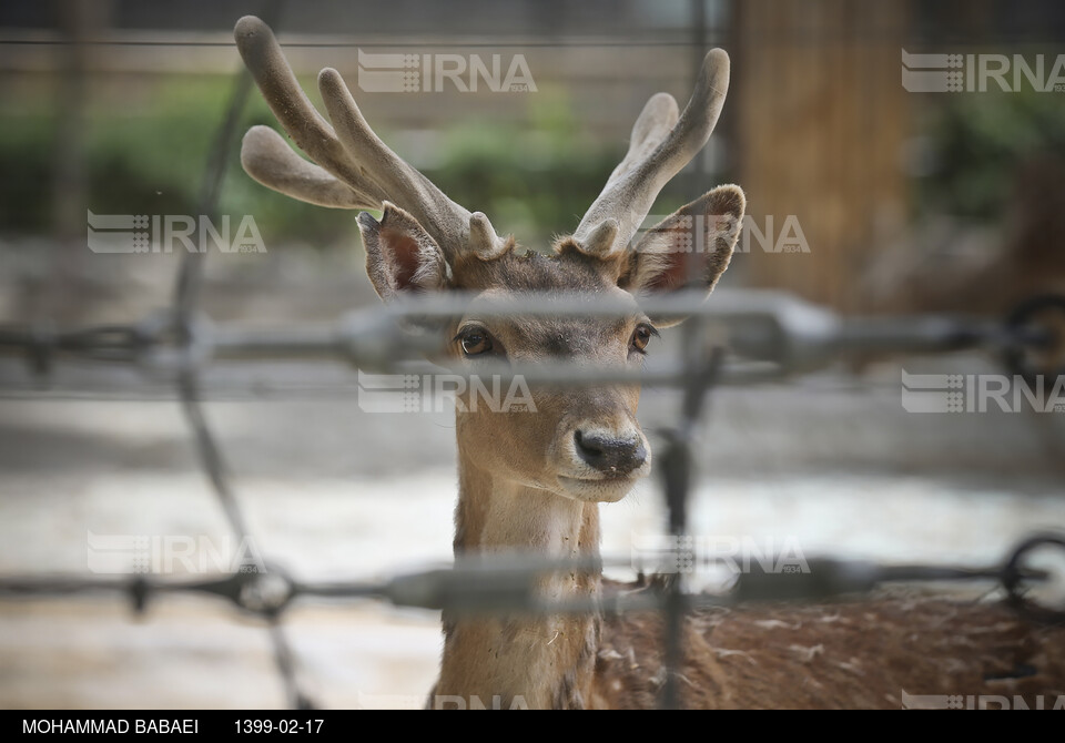 باغ وحش پارک ارم تهران