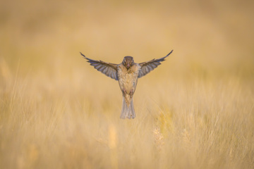 Birdwatching in Iran