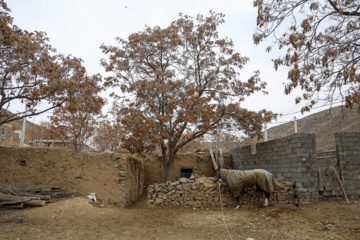 Les chevaux turkmènes de race pure dans la province du Khorasan du Nord