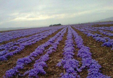 سطح زیر کشت زعفران در سیستان و بلوچستان به ۳۴ هکتار رسید