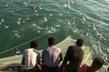 Pesca de camarones y peces en el Golfo Pérsico