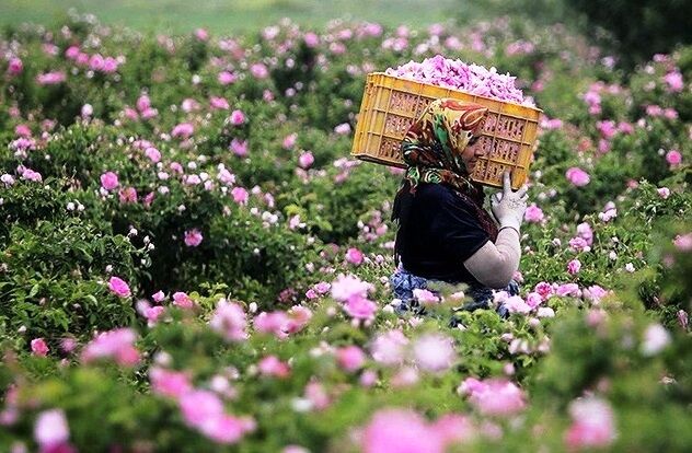 70 تن گل محمدی در سردشت برداشت می‌شود