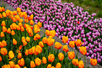 Fiesta de tulipanes en el Jardín Iraní