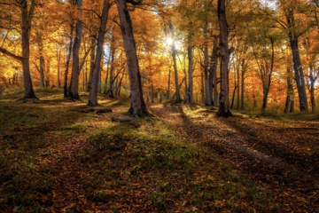 L'automne dans les forêts hyrcaniennes expose la magie de la nature dans chaque feuille. Le paysage intact et pittoresque de ces forêts en automne montre l'importance historique et la diversité végétale de ce trésor naturel iranien. 