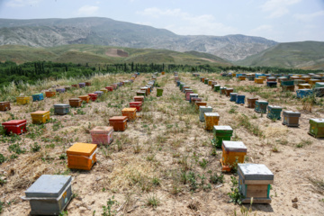 Bee  Breeding