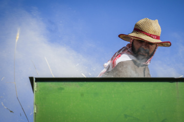 Traditional wheat harvest in western Iran