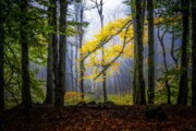 Iran : L'automne dans les forêts du Golestan au nord-est