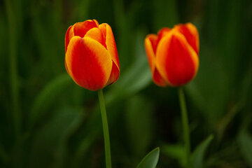 Fiesta de tulipanes en el Jardín Iraní