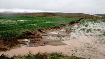 ۴۲۰ راس دام سبک در سیل تربت‌حیدریه تلف شد