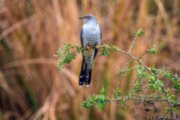 خوزستان کےعلاقے چمیم کی وائلڈ لائف - کوکو برڈ (Male cuckoo)