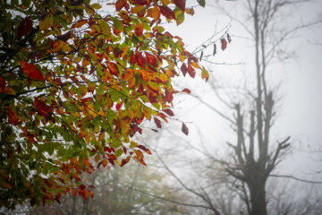 Espectáculo de color cuando el otoño llega a Mazandarán