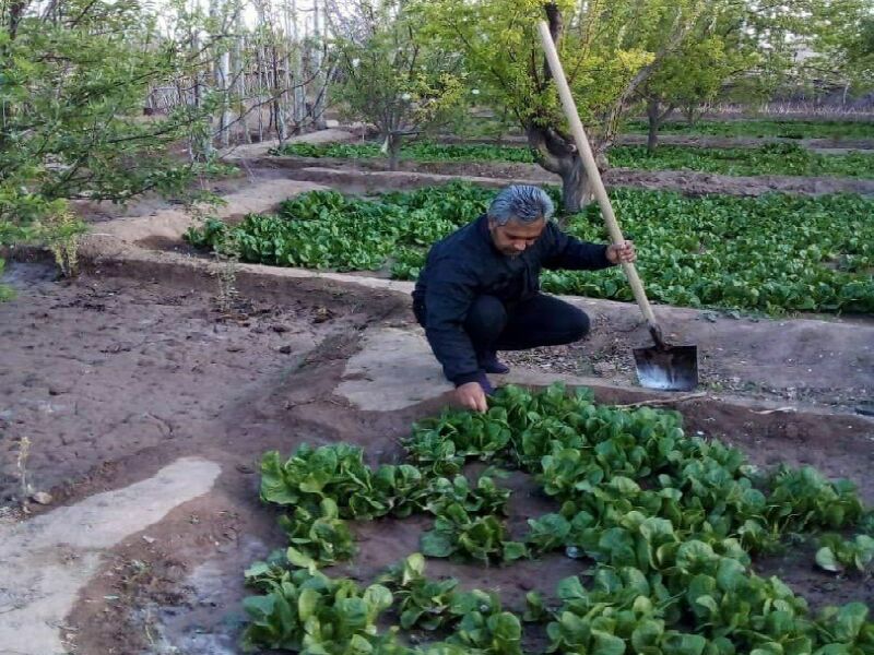 سالانه ۲۸۰ تن کاهو در میاندوآب تولید می‌شود