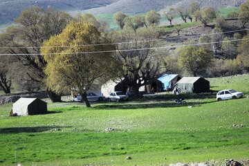 چادرزنی مردم در طبیعت بهاری ایلام