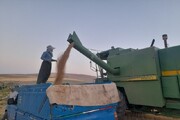 خرید تضمینی گندم در شهرستان باروق ۲۰ درصد افزایش یافت