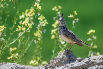 World Migratory Bird Day